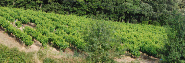 vignes-frederic-agneray-vin-nature